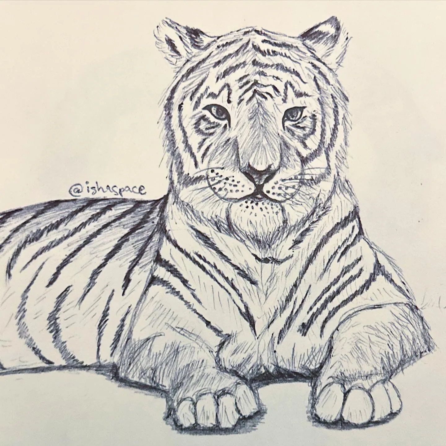 Pen drawing of a tiger lying down, front paws forward, looking at the viewer.